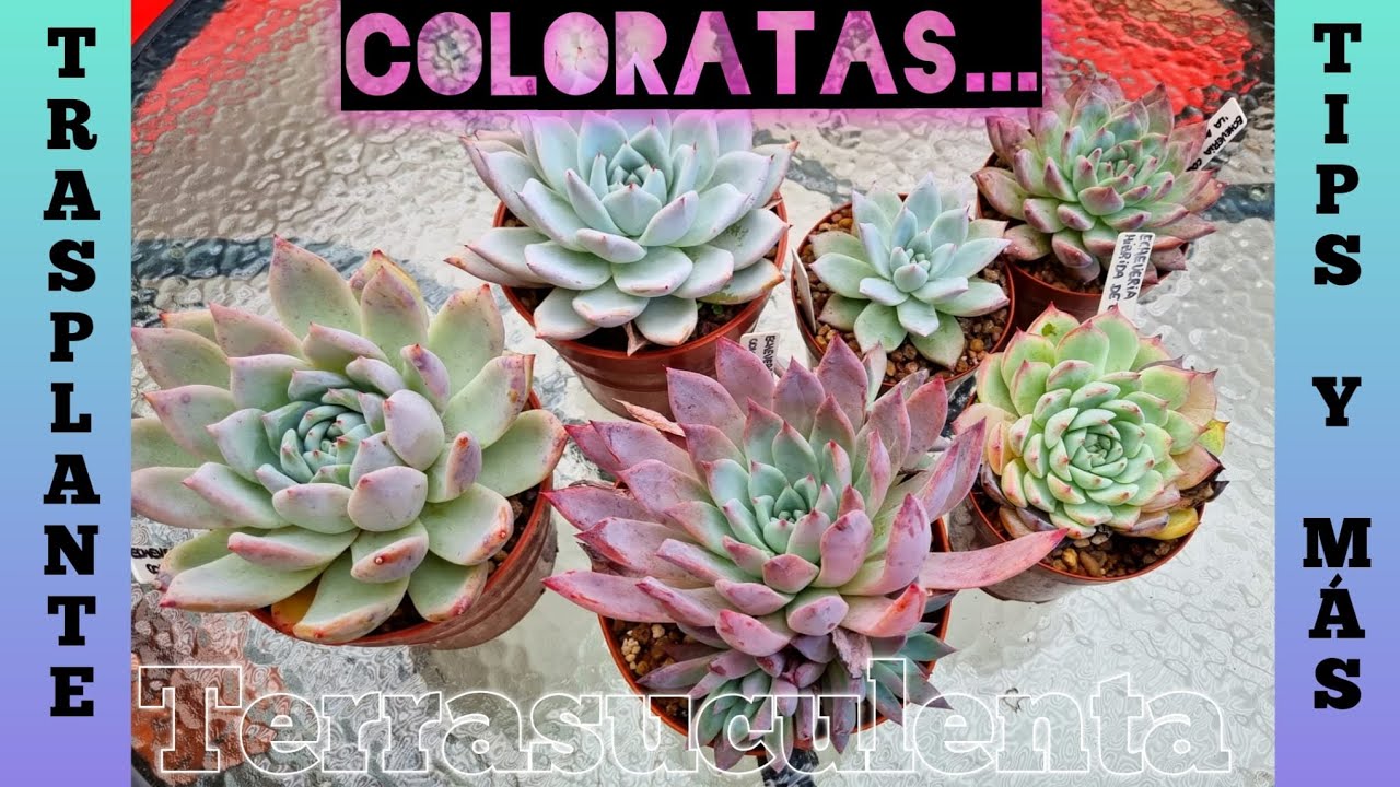 Echeverias coloratas de las más lindas, trasplante y tips de cuidado #terrasuculenta #tips