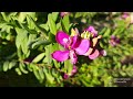 Polygala myrtifolia 