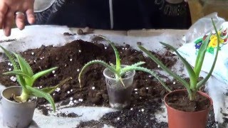 видео Алоэ выращивание