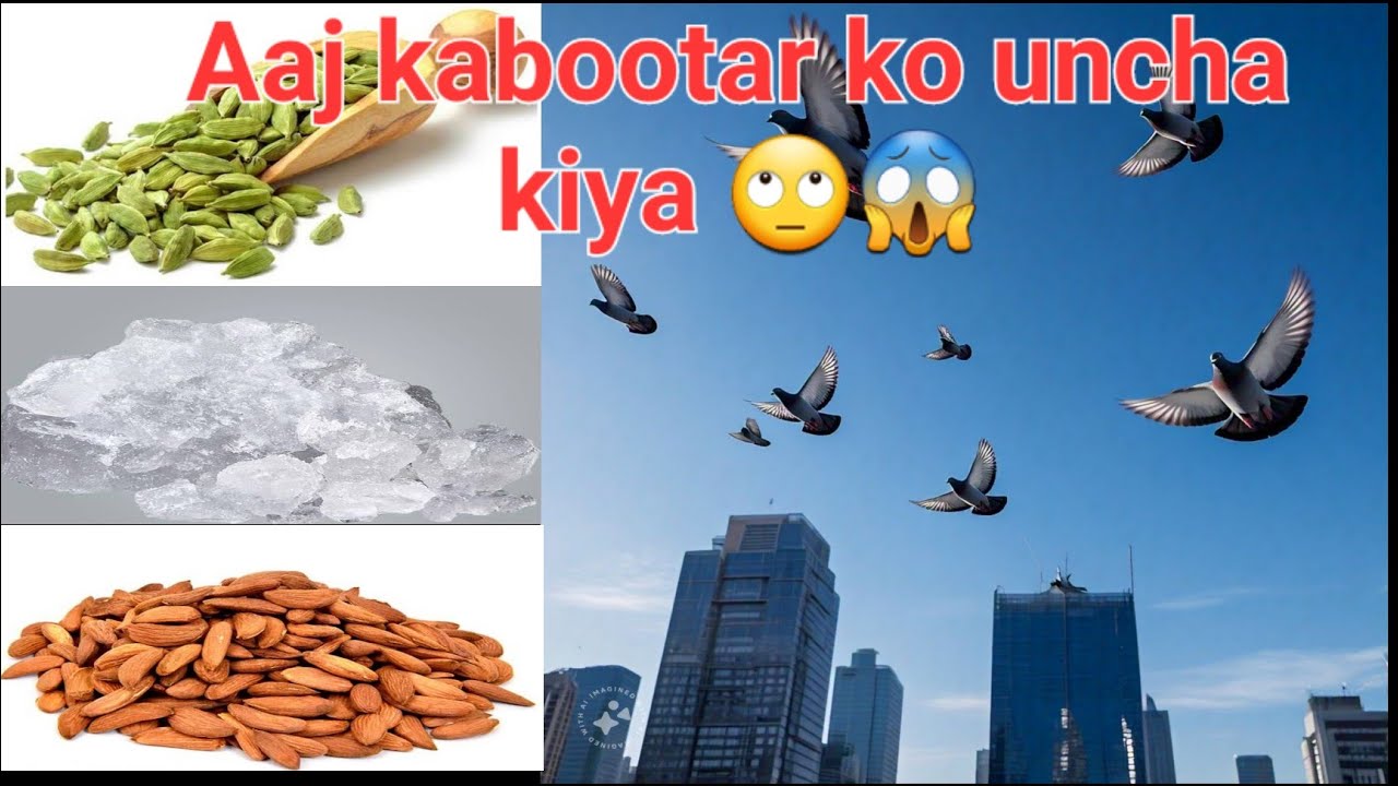 Aaj kabootar ko uncha kiya🙄🙄/آج کبوتر کوانچا کیا