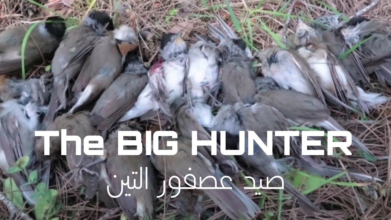 صيد عصفور التين في لبنان، من أجمل انواع الصيد البري. fig sparrow