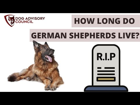 जर्मन मेंढपाळ किती काळ जगतात? (तुमचे GSD जीवन संपत असल्याची चिन्हे)