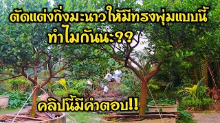 ตัดแต่งกิ่งมะนาวให้เป็นทรงพุ่ม..มีประโยชน์อย่างไร ?? คลิปนี้มีคำตอบ!!