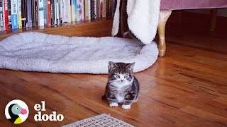 Gatos con enanismo parecen gatitos bebés | El Dodo