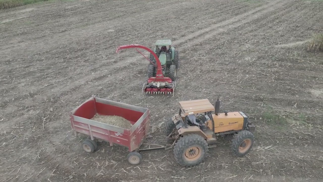 Fazendo silagem de milho com Hidraulico dianteiro VIAPIANA e Ensiladeira  NOGUEIRA 2300