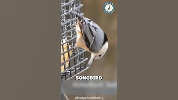 Headfirst and Fearless! White-Breasted Nuthatch’s Wild Climbing Skills