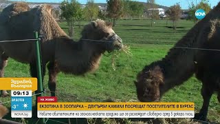 видео: Екзотика в зоопарка: Двугърби камили посрещат посетителите в Бургас картинка: Екзотика в зоопарка: Двугърби камили посрещат посетителите в Бургас