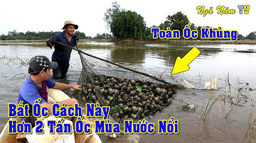 Chỉ Cách Bắt Ốc Thế Này Anh Nông Dân Bắt Hơn 2 Tấn Ốc Bưu Khủng Mùa Nước Nổi Xem Mê Mắt/NGÃ NĂM TV