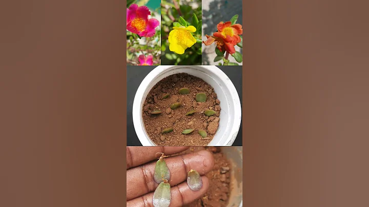 How to grow portulaca plants from single leaf _ moss rose #shorts #short #shortvideo #shortsvideo