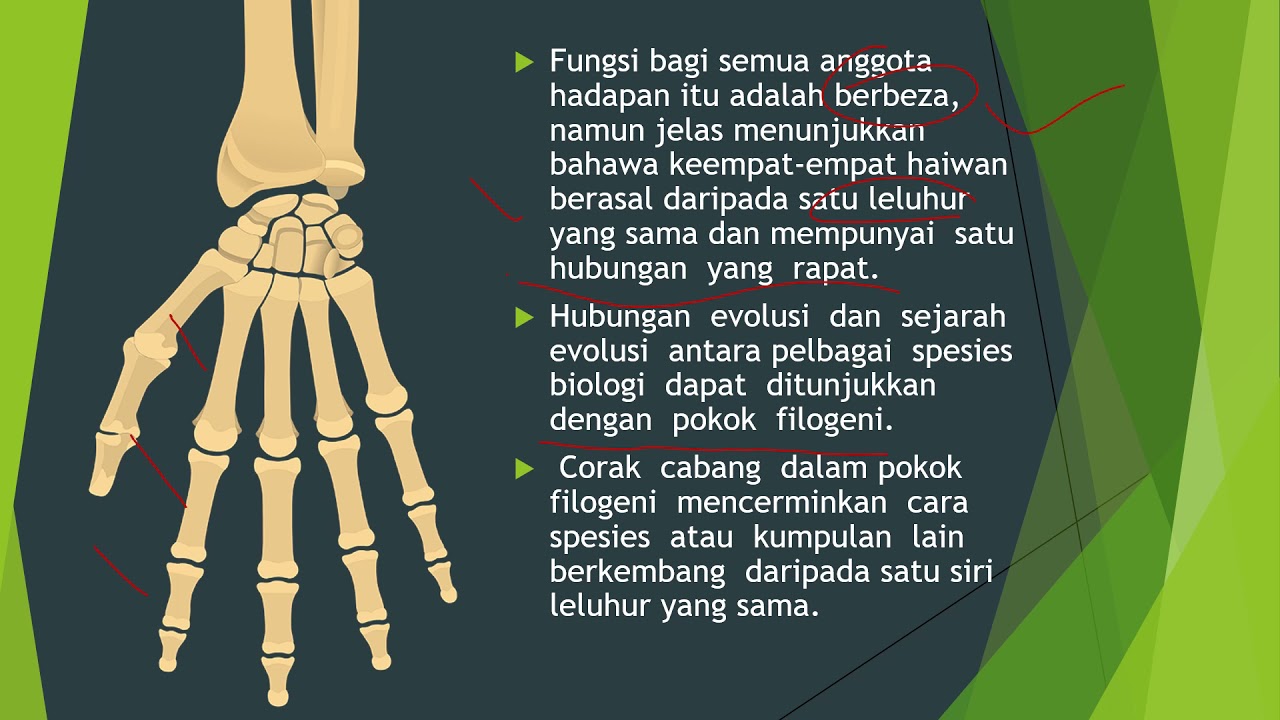 BIOLOGI TINGKATAN 5 : 8.2 BIODIVERSITI
