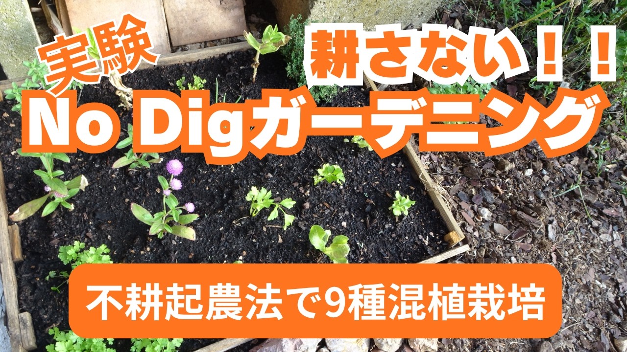 Experiment] No-Till Gardening with 9-Variety Companion Planting