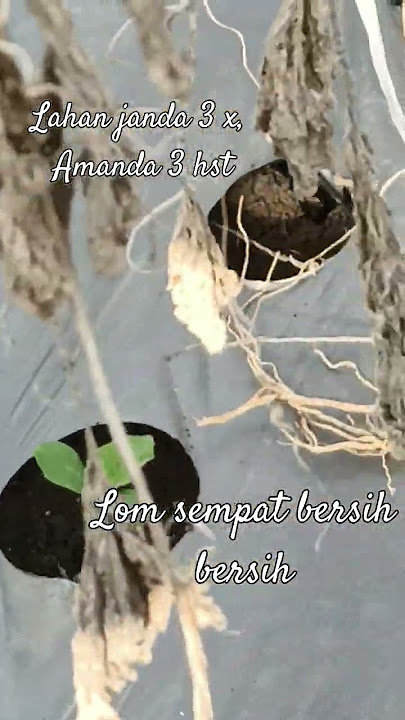 lahan Janda 3 x, Amanda semoga sampai finish