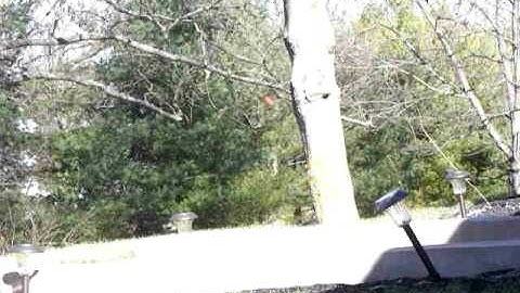 MacDev Droid Semi Uncapped