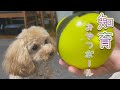 早食い防止！知育おもちゃでご飯を食べる犬の行動が可愛い【ティーカッププードル】【トイプードル】