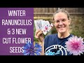  awesome winter ranunculus  planting 3 new cut flower seeds