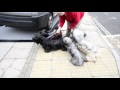 Skye Terriers の動画、YouTube動画。