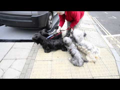 فيديو: Skye Terrier Dog Breed هيبوالرجينيك ، الصحة والحياة تمتد