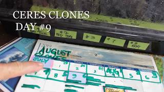 CERES CLONES DAY #9 SEVEN LEAF GENETICS THE BIGKUSH  LAT 33 COASTAL CALIFORNIA
