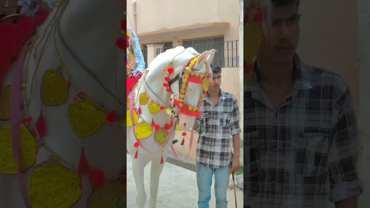 lilan singare 🥰#shorts #ghoda #horse #horseriding #trending