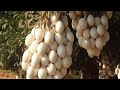 هل زراعة البيض حقيقة ام خدعة Growing Eggs And Money هل زراعة البيض حقيقة ام خدعة Growing Eggs And Money