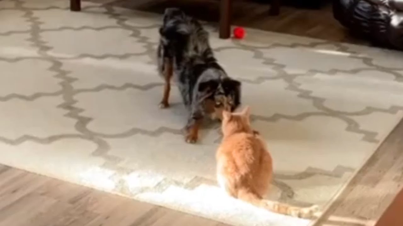 videos for cats Excited dog desperately tries to befriend grumpy cat