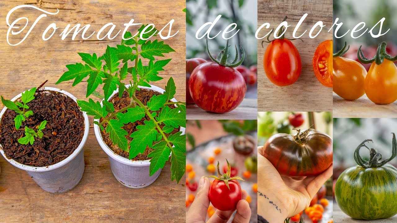 Como cultivar tomates