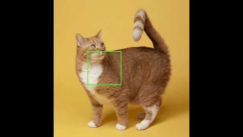 Sliding Windows and Image Pyramids with OpenCV