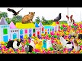 Menemukan Ayam Lucu, Ayam Warna-warni, Ayam Rainbow, Ikan Hias, Kucing, Bebek, Anjing lucu, Angsa