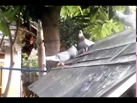 Bekuran Burung Merpati Balap Youtube