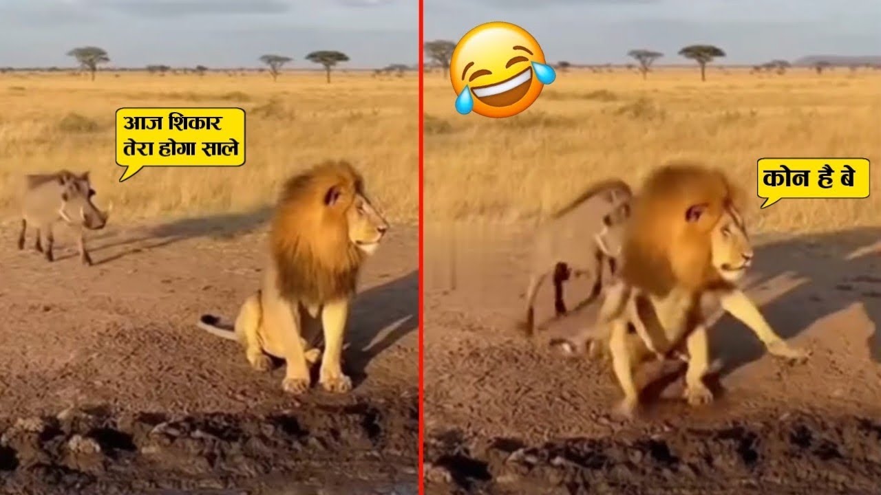 ईस जंगली सुअर ने तो शेर को ही ठोंक दिया 😂🤣 Animal funniest moment recorded on camera 