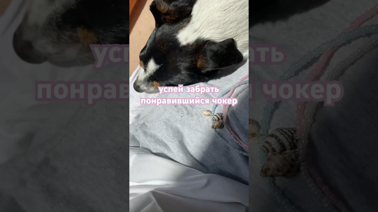 Подарок от (тг)shkatulkatvoya🦪 