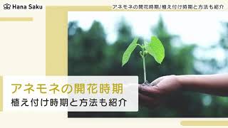 アネモネの季節 開花時期 植え付けや植え替えの方法と育てる際の注意点も Hanasaku アネモネの季節 開花時期 植え付けや植え替えの方法と育てる際の注意点も Hanasaku