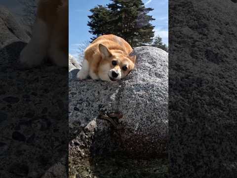 河原でのスリスリが心地良さそうなコーギー / A Corgi looks comfortable rubbing itself on the riverbed #コーギー #corgi