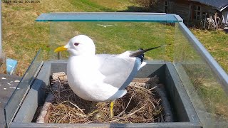 240502 seagulls, first egg