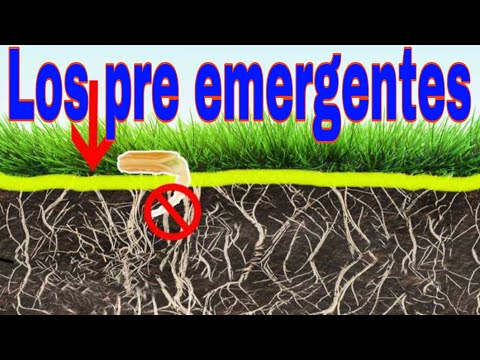 Video: Herbicidas preemergentes: cómo funcionan los herbicidas preemergentes