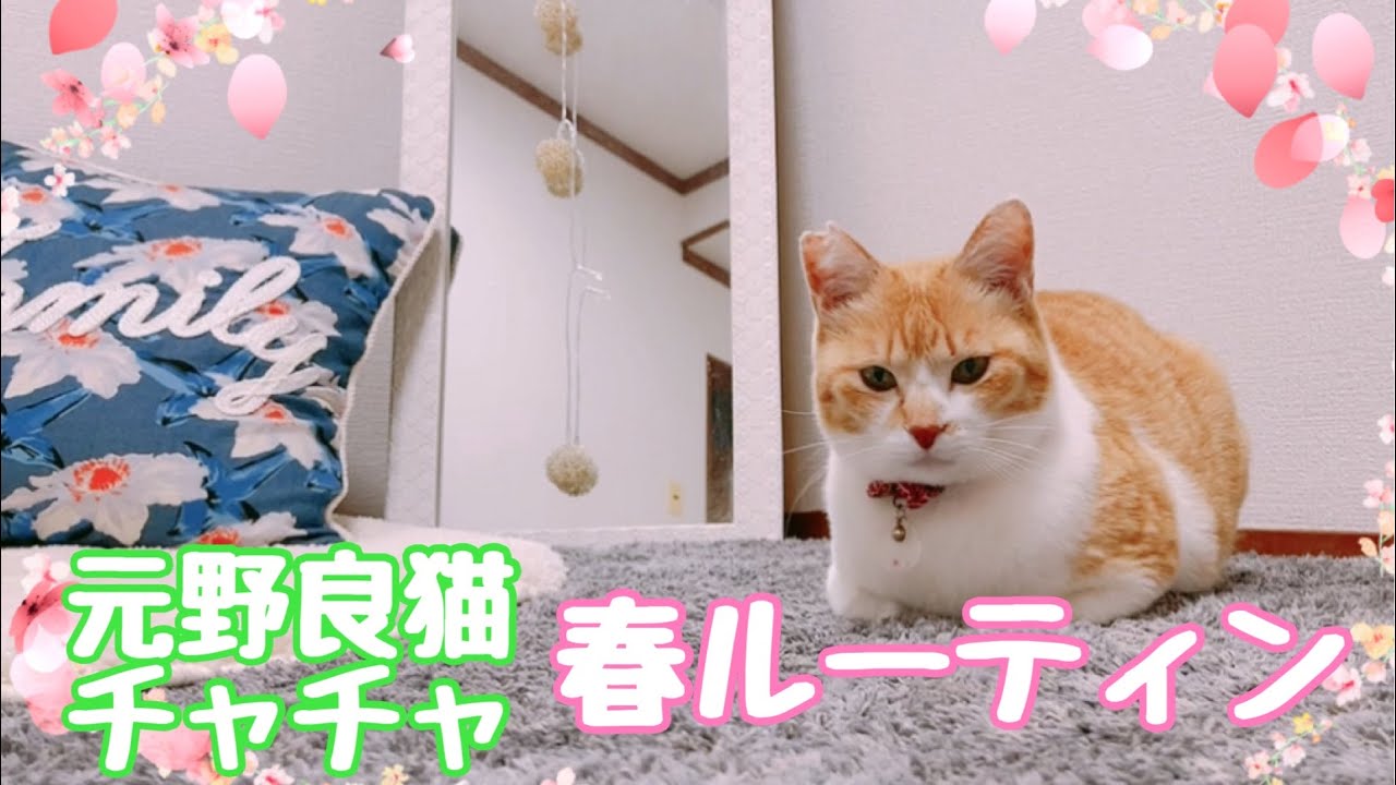 Spring Morning Routine | My Rescue Cat's First Spring as a House