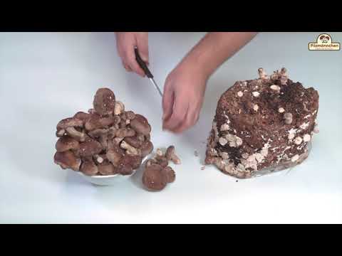 Video: Können Sie Shiitake-Pilze drinnen anbauen - Tipps zum Anbau von Shiitake-Pilzen