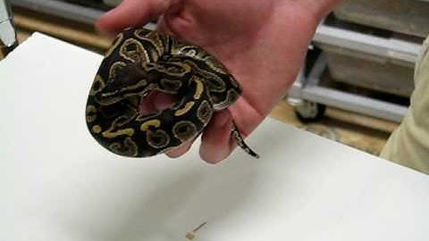 Granite Ball Python