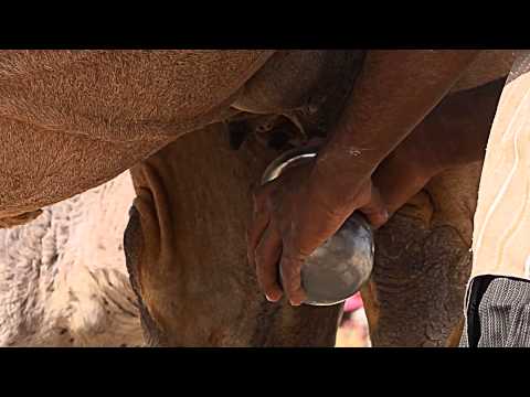 Video: Indian Railways Desert Circuit Tourist Train Guide