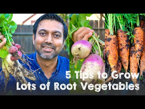 Video: Thinning Of Root Crops