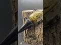 【聖なる奇形】驚愕の進化を遂げたヘラクレスオオカブトがヤバすぎる#ヘラクレスオオカブト #カブトムシ