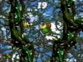 Donkey kong country 2  102 walkthrough part 45  animal antics