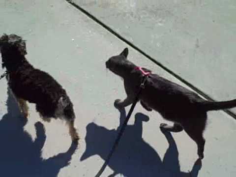 Tommy Cat and Diego out for a walk