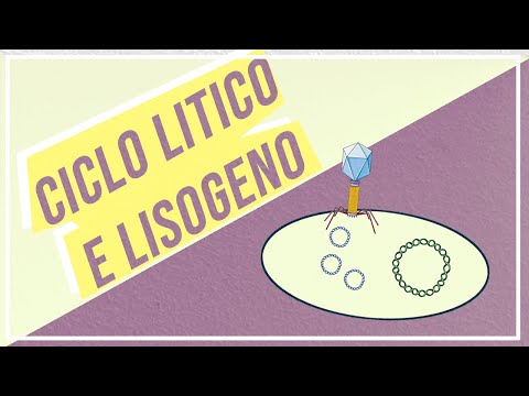 Video: Quando il profago lascia il genoma ospite entra nel?