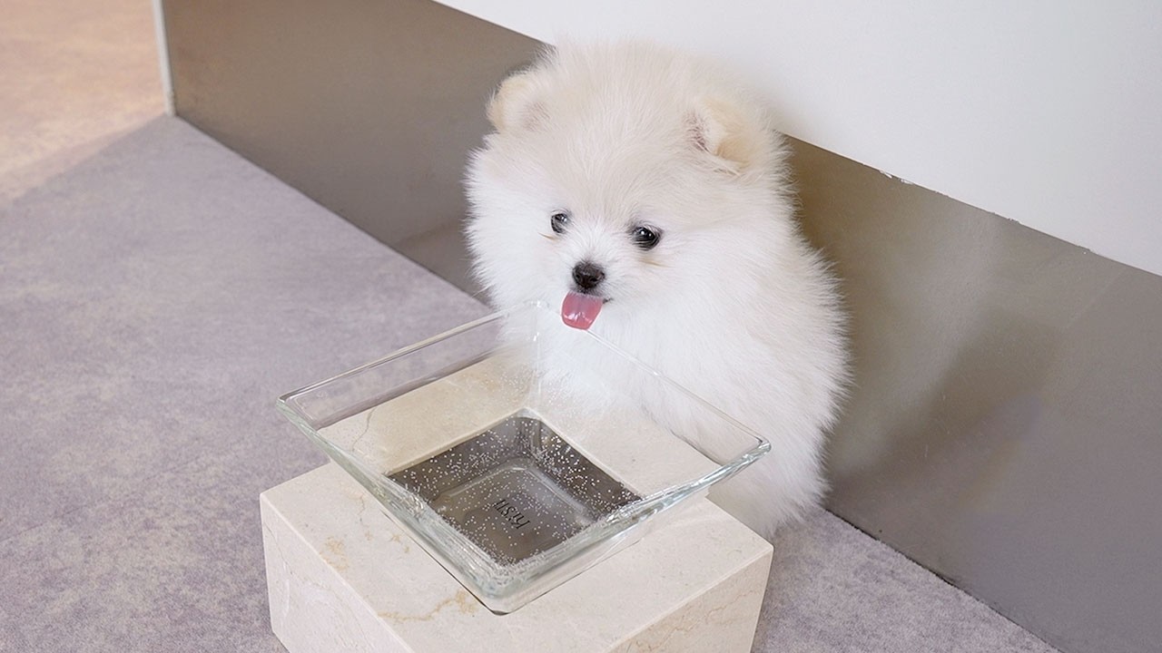 水もまともに飲めない10cmのいきもの