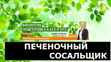 Печеночный сосальщик. Как заразиться?