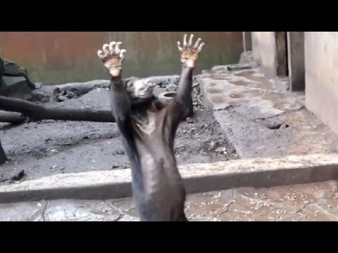 Thumb of Emaciated Bears Beg For Food At Indonesian Zoo video