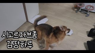 강아지 정신없는 Vlog by 시골청견-강아지 일상 Vlog 채널 43 views 5 months ago 55 seconds