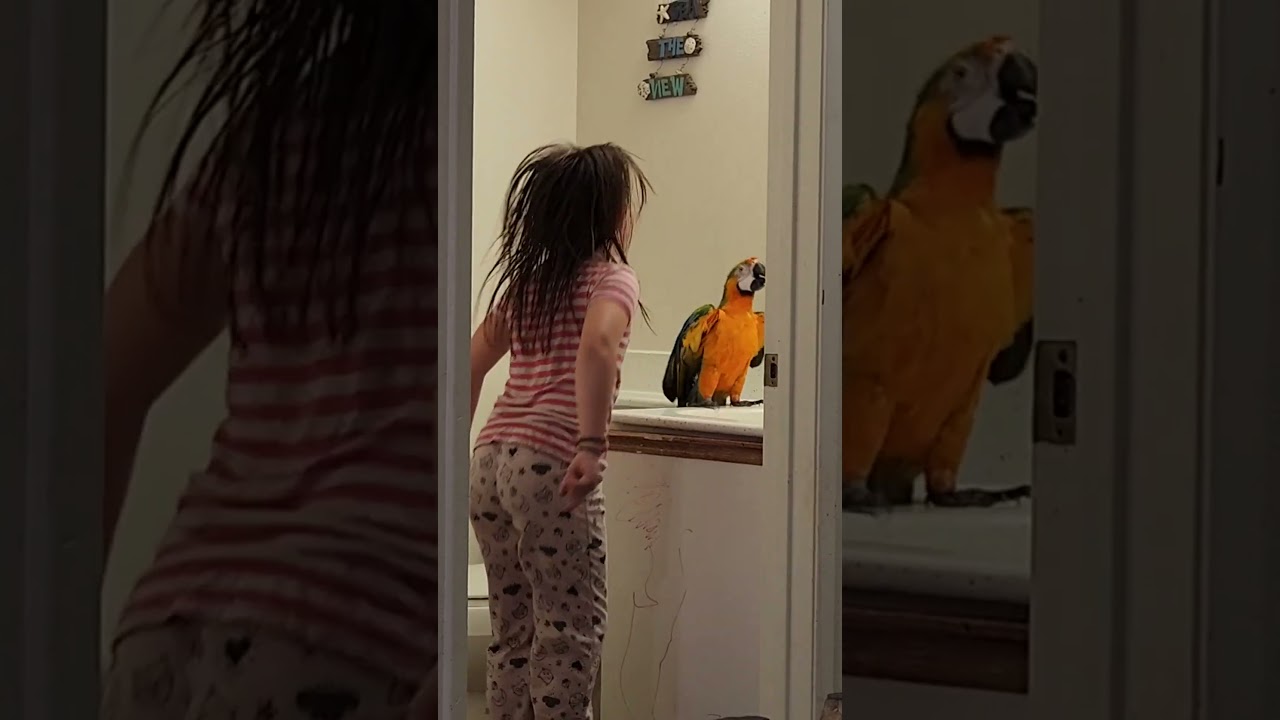 Super Cute And Funny Parrots #17