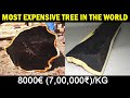 Most EXPENSIVE TREE in the WORLD | African Black wood